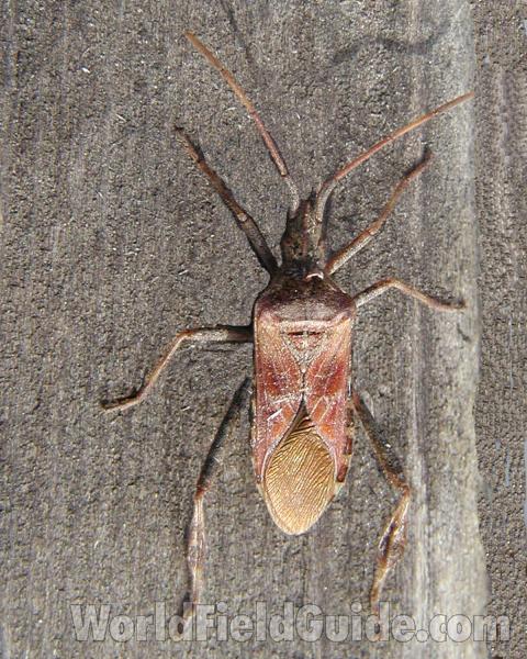 On Wood<br>(Location of Picture: Okanogan, Washington, USA)