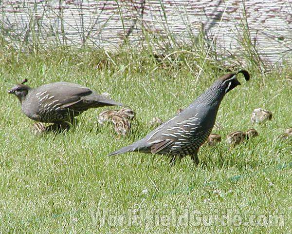 Habitat - Family<br>(Location of Picture: Okanogan, Washington, USA)