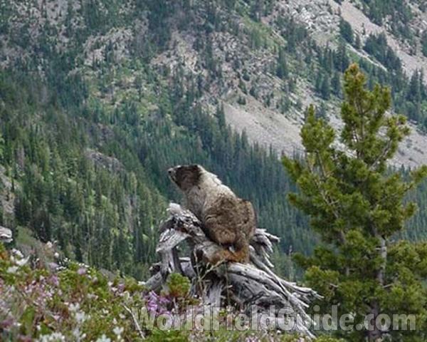 Habitat<br>(Location of Picture: Omak Lake, Washington, USA)