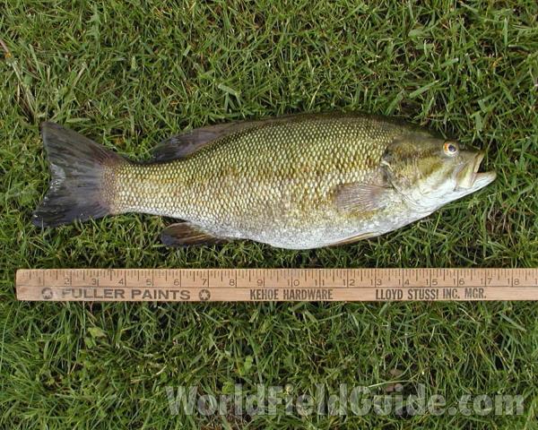 Fresh Caught - On Grass<br>(Location of Picture: Leader Lake, Washington, USA)
