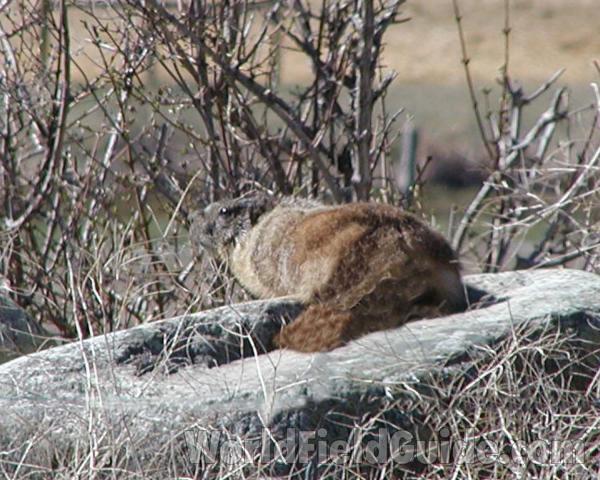 Habitat<br>(Location of Picture: Conconully, Washington, USA)