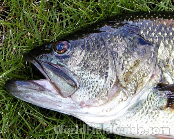 Recent Catch - Head<br>(Location of Picture: Rebecca Lake, Washington, USA)