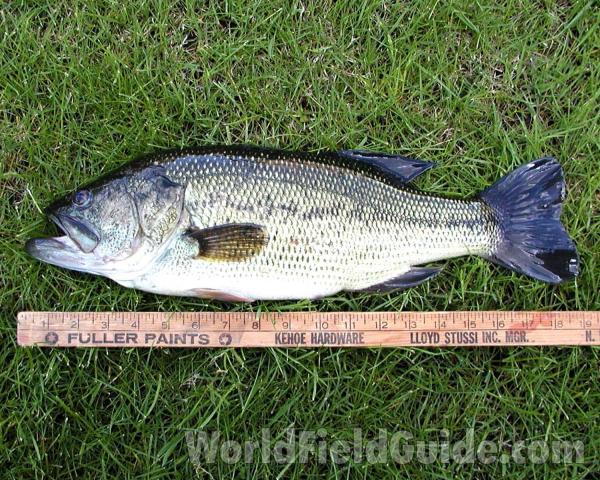 Recent Catch - On Grass<br>(Location of Picture: Rebecca Lake, Washington, USA)