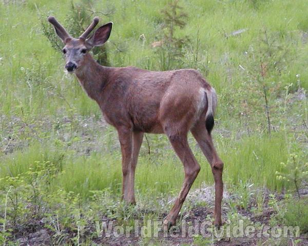 Habitat - New Horns<br>(Location of Picture: Conconully, Washingtonm, USA)