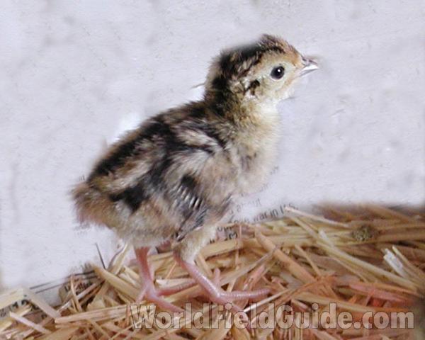 Chick<br>(Location of Picture: Omak, Washington, USA)