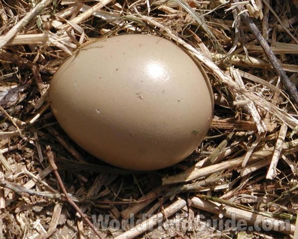 Egg<br>(Location of Picture: Omak, Washington, USA)