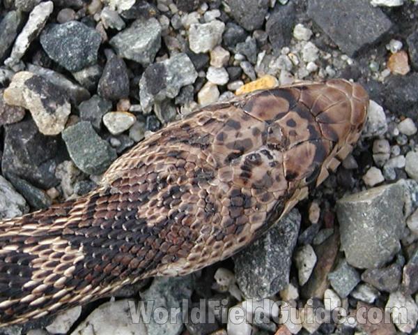 Top of Head<br>(Location of Picture: Okanogan, Washington, USA)