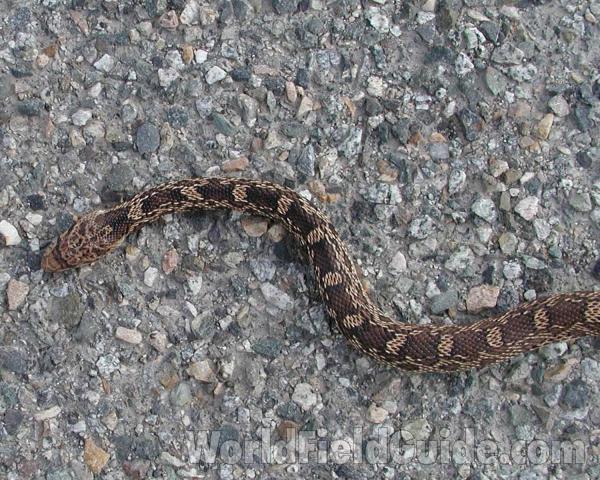 Top View<br>(Location of Picture: Okanogan, Washington, USA)