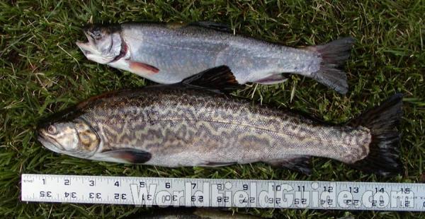 Recent Catch<br>(Location of Picture: Blue Lake, Washington, USA)