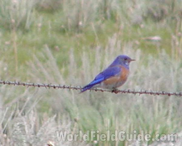 Habitat - One Wire<br>(Location of Picture: Conconully, Washington, USA)