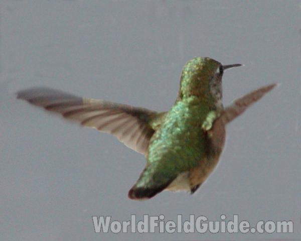 Back View Flying<br>(Location of Picture: Okanogan, Washington, USA)
