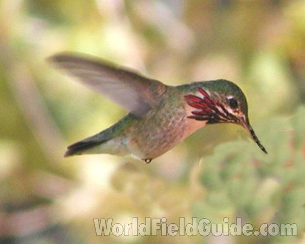 Male - Flying<br>(Location of Picture: Okanogan, Washington, USA)