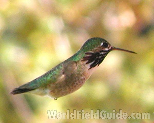 Male - Side View - Flying<br>(Location of Picture: Okanogan, Washington, USA)
