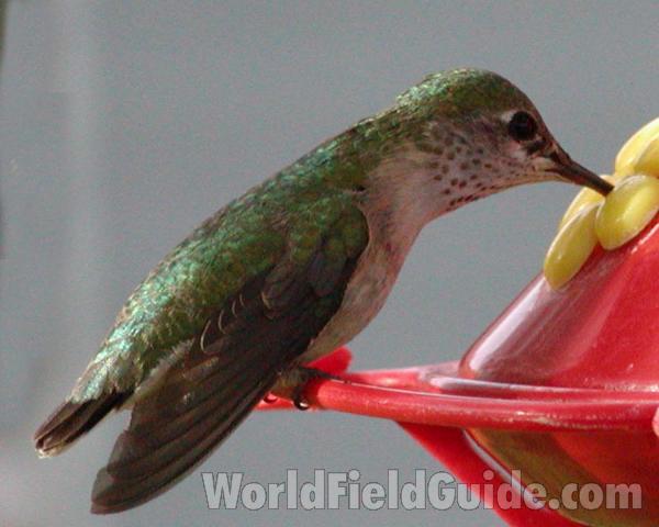 Female - Feeding<br>(Location of Picture: Okanogan, Washington, USA)