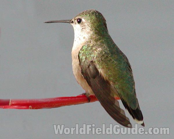 Female - Sitting<br>(Location of Picture: Okanogan, Washington, USA)