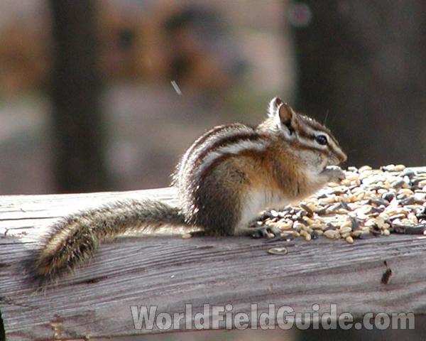 At Feeder<br>(Location of Picture: Conconully, Washington, USA)