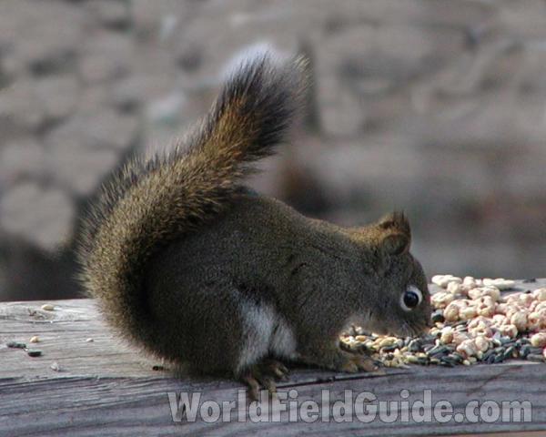 At Feeder<br>(Location of Picture: Conconully, Washington, USA)
