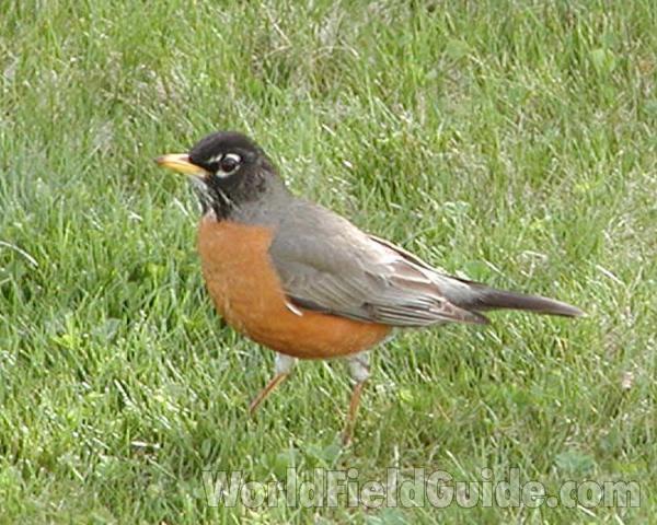 On Lawn<br>(Location of Picture: Okanogan, Washington, USA, 2003)