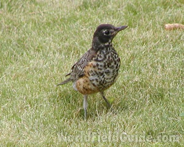 Young in  Fall<br>(Location of Picture: Okanogan, Washington, USA, 2003)