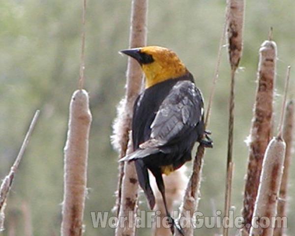 Back View<br>(Location of Picture: Rebecca Lake, Washington, USA)