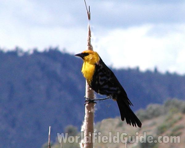 Side View - Alternate<br>(Location of Picture: Rebecca Lake, Washington, USA)