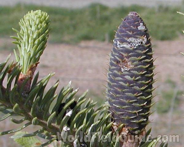 Cone<br>(Location of Picture: Okanogan, Washington, USA)