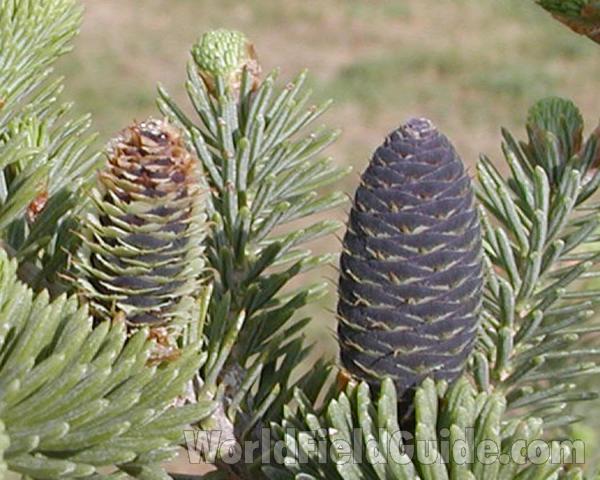 Cones<br>(Location of Picture: Okanogan, Washington, USA)