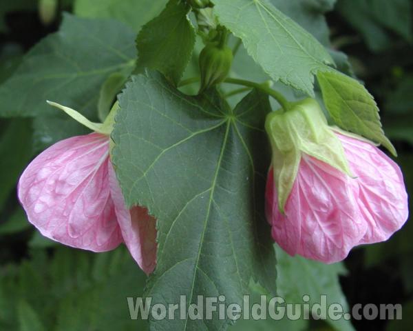Leaf and Bud<br>(Location of Picture: Manito Park, Washington, USA)