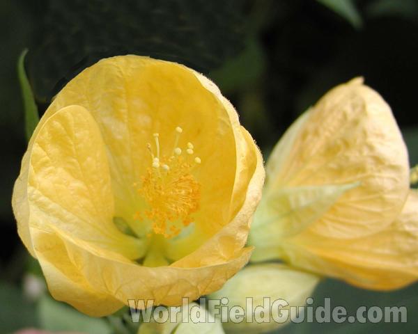 Flower - Front View<br>(Location of Picture: Manito Park, Washington, USA)