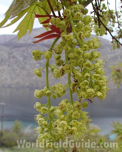 Flower Raceme<br>(Location of Picture: Chelan, Washington, USA)