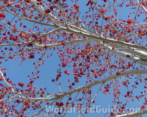 Top of Tree in  Bloom<br>(Location of Picture: Ornamental, Okanogan, Wa, USA)