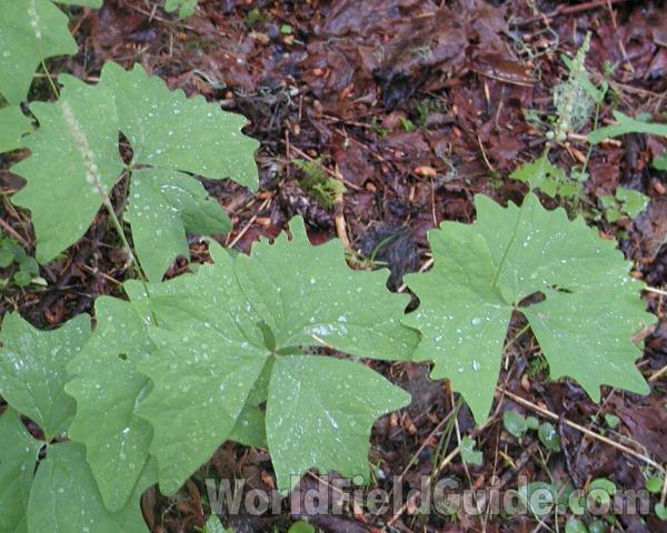 Leaves<br>(Location of Picture: Washington, USA)