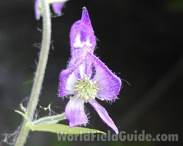 Flower<br>(Location of Picture: Loup Loup, Washington, USA)