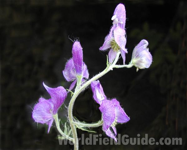 Flower Raceme<br>(Location of Picture: Loup Loup, Washington, USA)