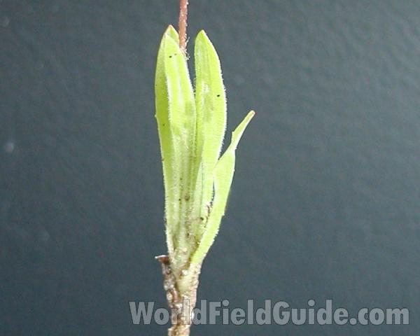 Leaves - Close View<br>(Location of Picture: Okanogan, Washington, USA)