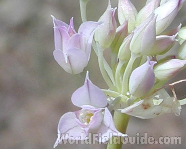 Close Up Of Flowers<br>(Location of Picture: Cle Elm, Washington, USA)