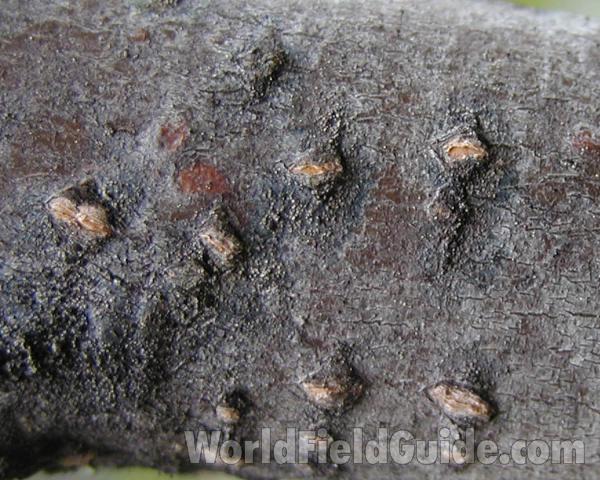 Bark<br>(Location of Picture: Cascades, Washington, USA)