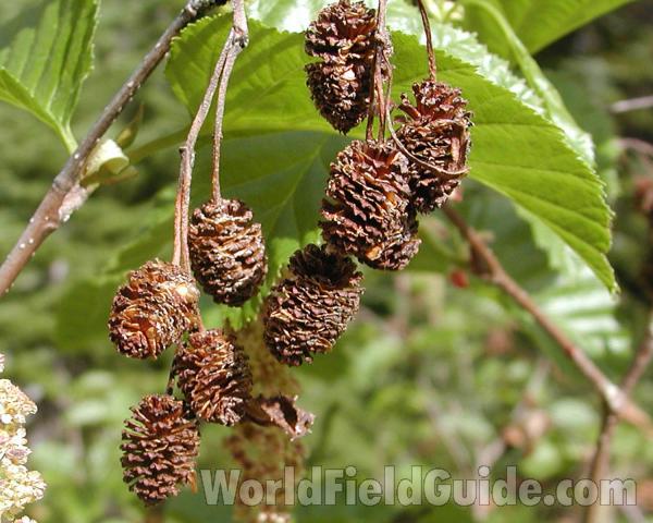 Seed Heads<br>(Location of Picture: Cascades, Washington, USA)