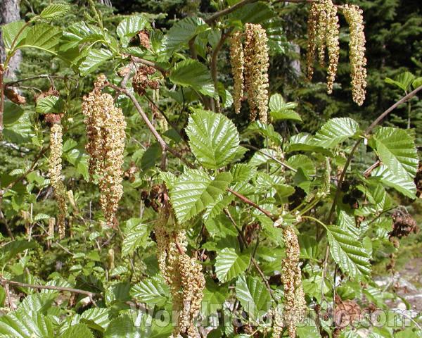 Flowers and Leaves<br>(Location of Picture: Cascades, Washington, USA)