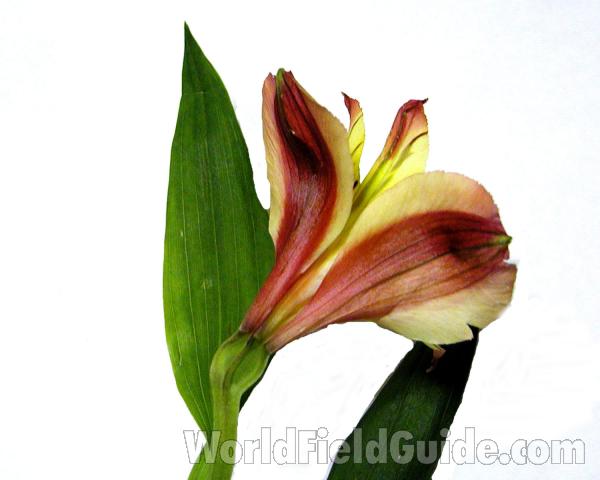 Flower - Back View<br>(Location of Picture: Garden, Okanogan, Washington, USA)