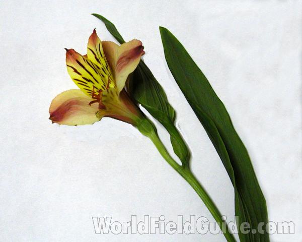 Flower - Side View<br>(Location of Picture: Okanogan, Washington, USA)