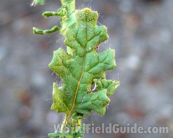 Leaf<br>(Location of Picture: Okanogan, Washington, USA)