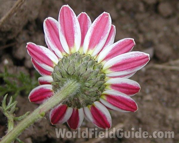 Flower - Back View<br>(Location of Picture: Manito Garden, Washington, USA)