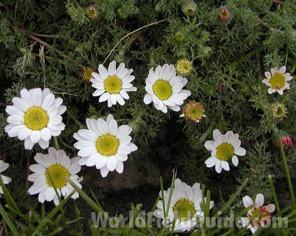 Flowers<br>(Location of Picture: Manito Garden, Washington, USA)