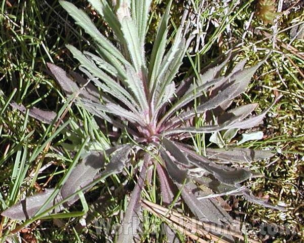 Basal Rosette<br>(Location of Picture: Brewster, Washington, USA)