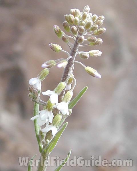 Raceme White<br>(Location of Picture: Brewster, Washington, USA)