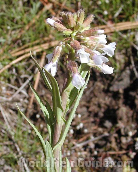Top Of Plant - White<br>(Location of Picture: Brewster, Washington, USA)