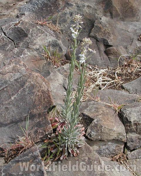 Habitat<br>(Location of Picture: Brewster, Washington, USA)