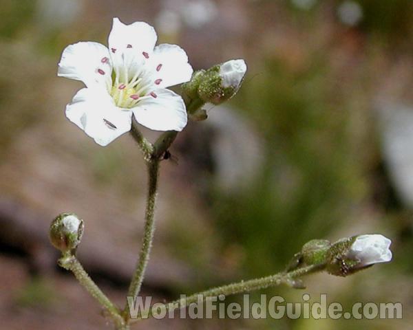 Flower Front View
