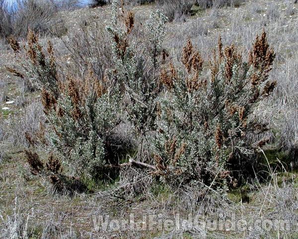 Habitat<br>(Location of Picture: Okanogan, Washington, USA)